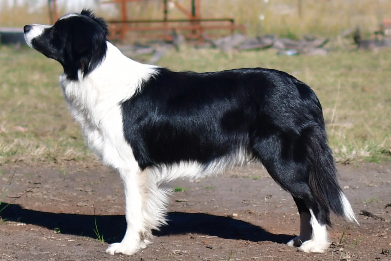 Etherial Something About Ewe, known as Dasha, stacked for evaluation