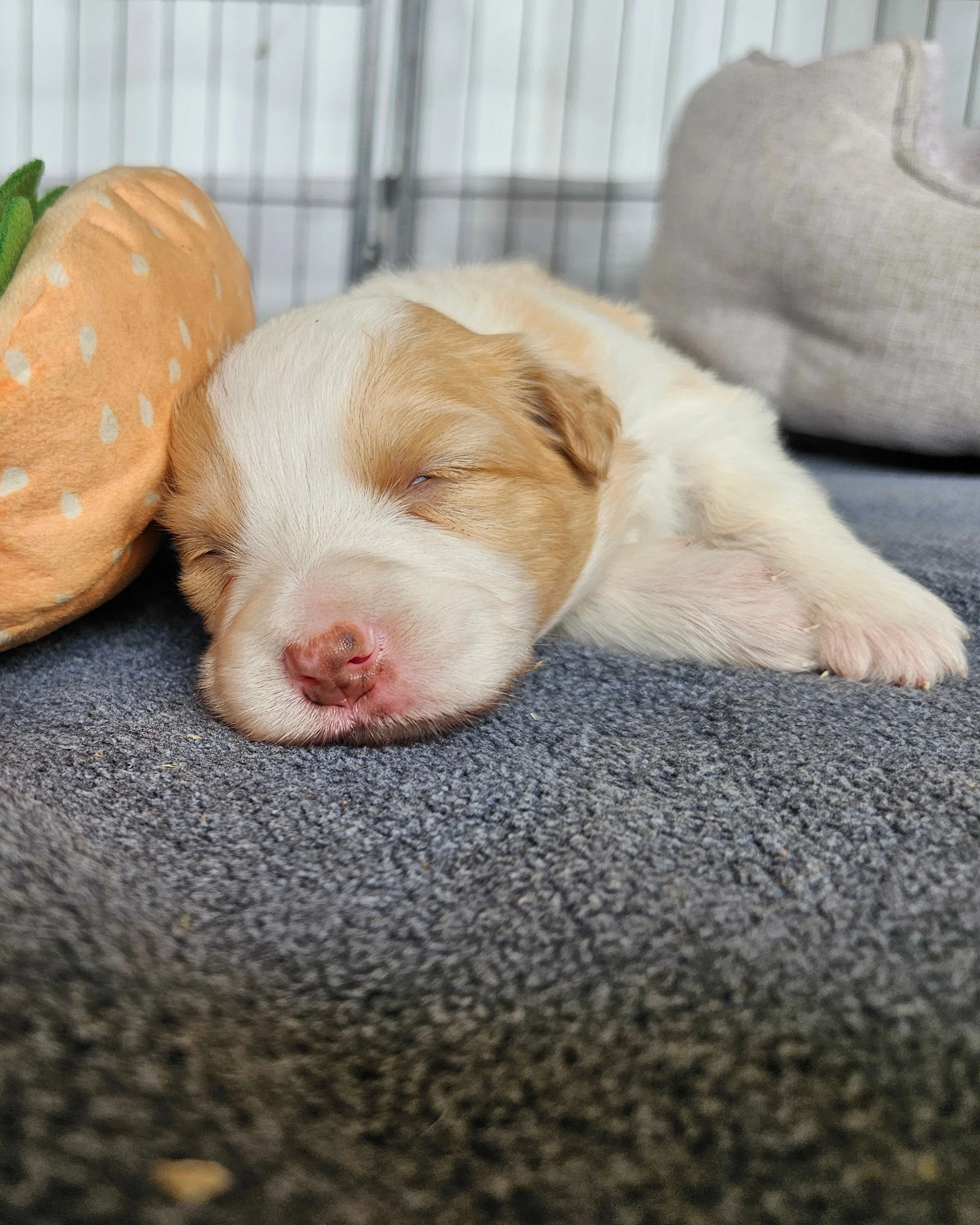 Three-week-old Border Collie puppy from the Lapochka litter