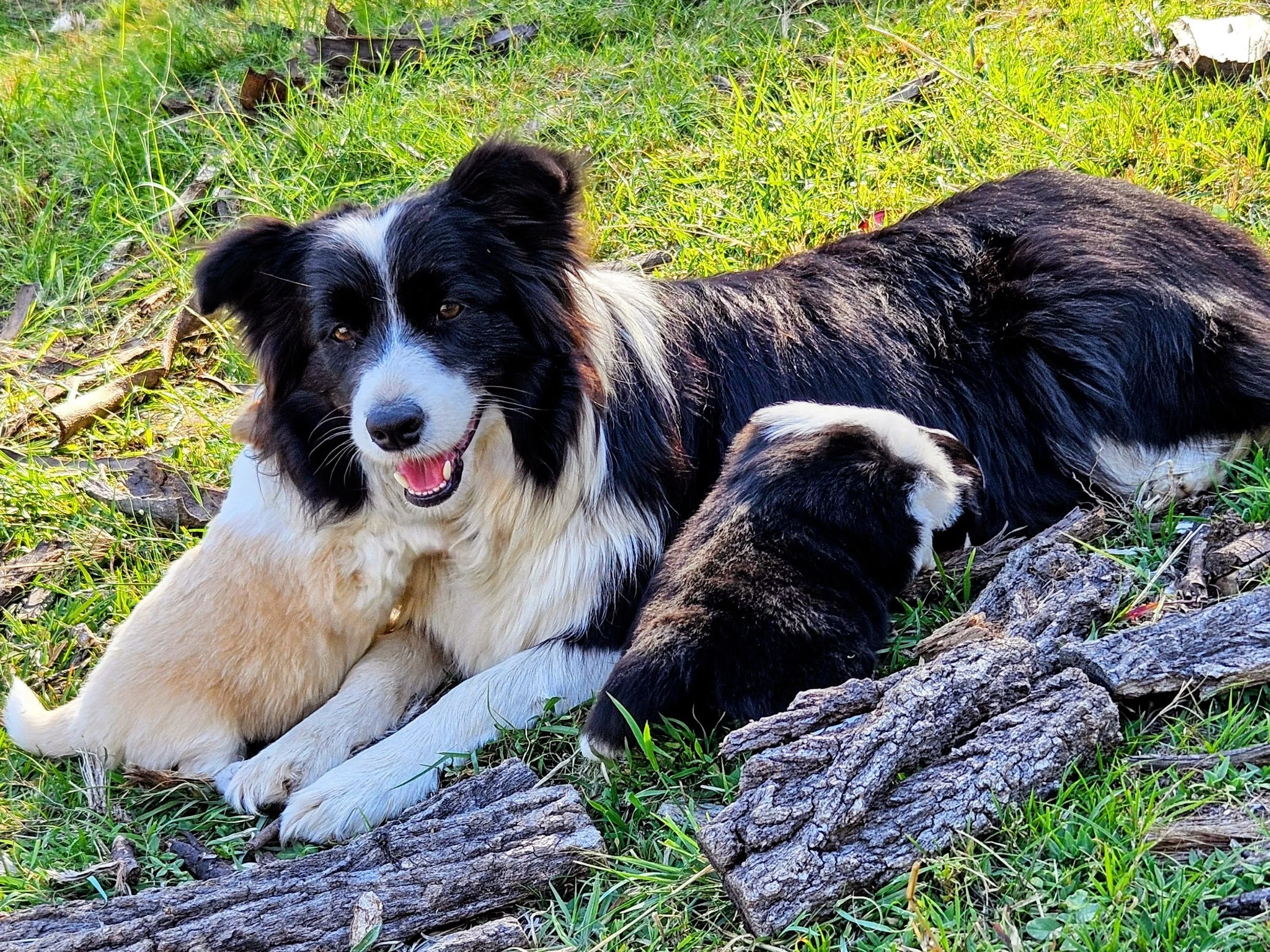 Chazara Sentimental Sammie with two of her puppies