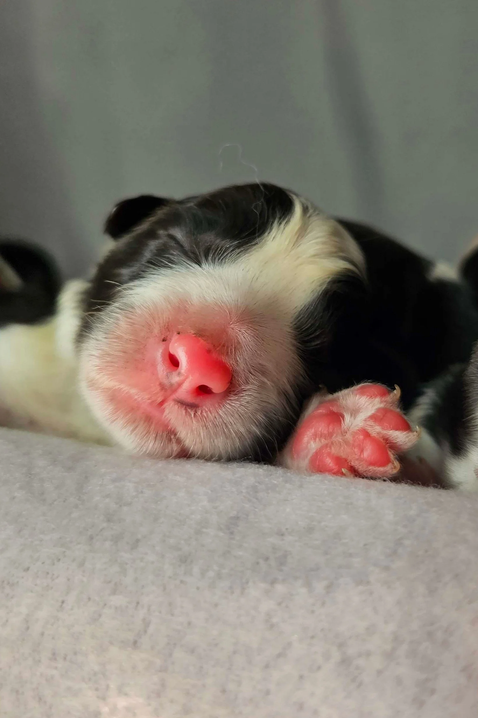 Newborn Border Collie puppy from the Lapochka litter