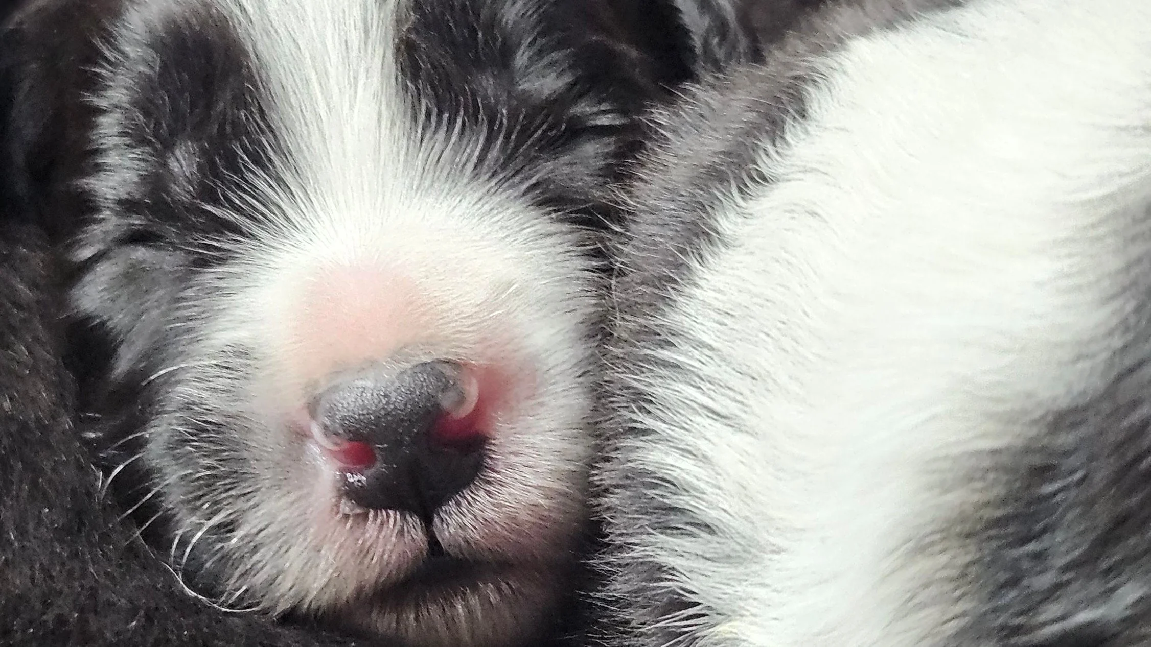 Border Collie puppy from the Lapochka litter
