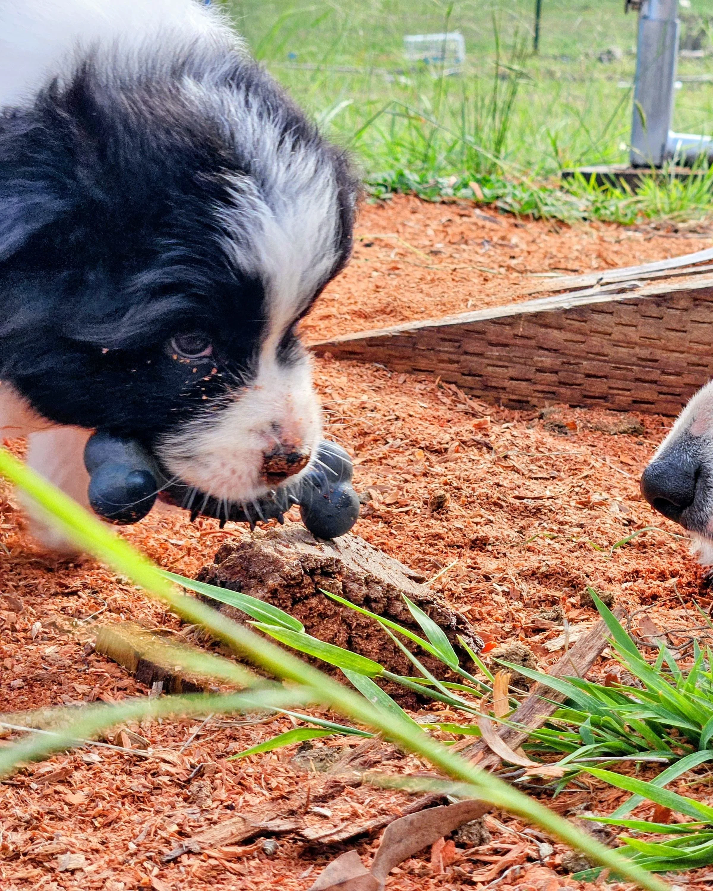 Lapochka Border Collie puppy playing