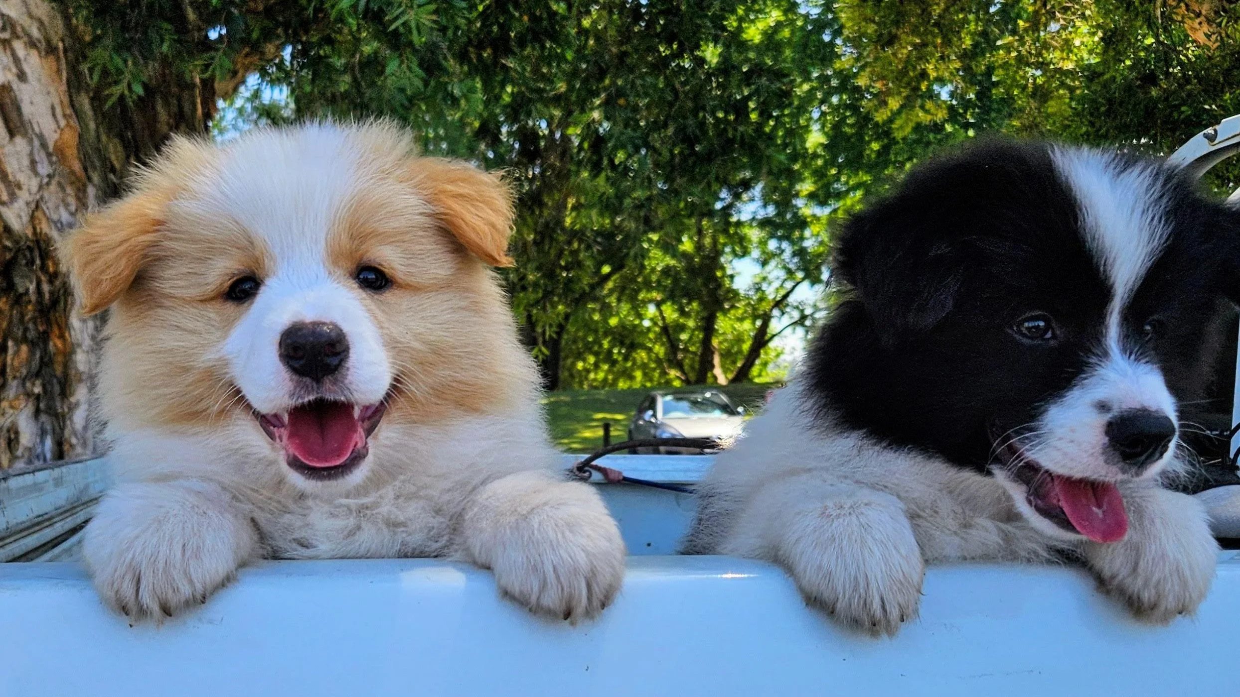 Lapochka Border Collie puppies travelling in the back of a ute