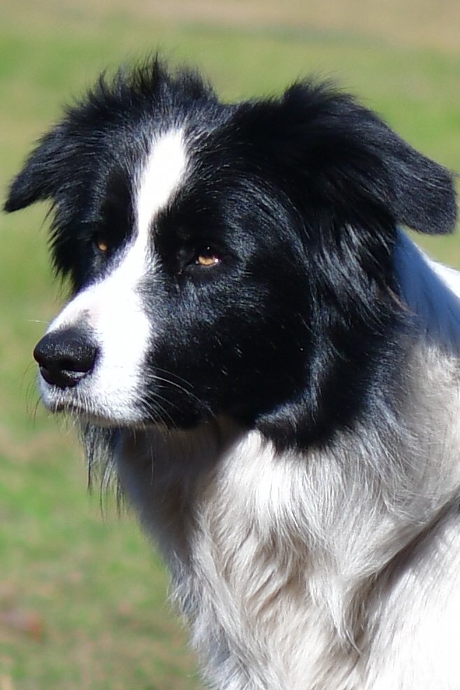 Etherial Something About Ewe, known as Dasha