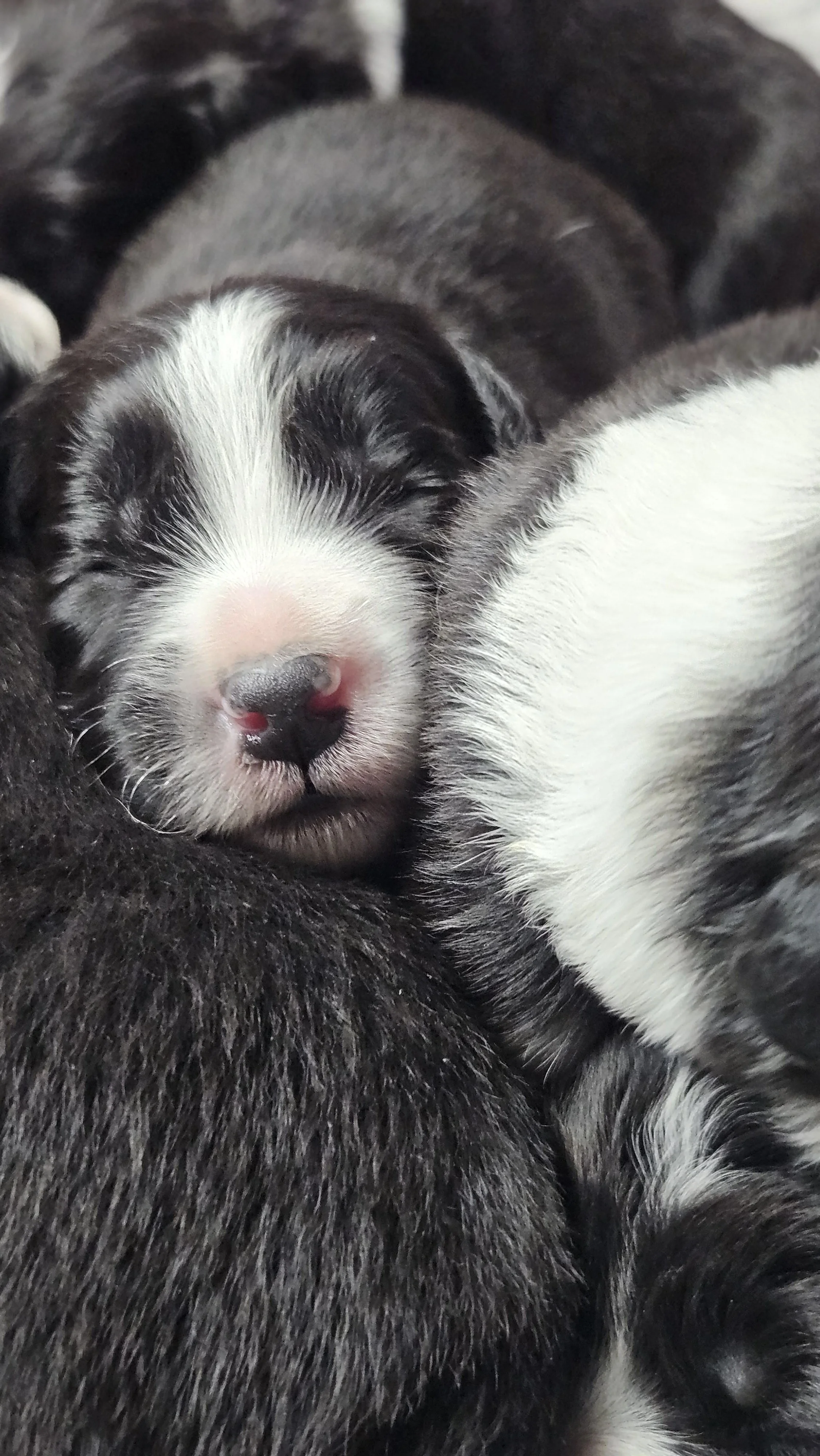 Newborn Border Collie puppy from the Lapochka litter