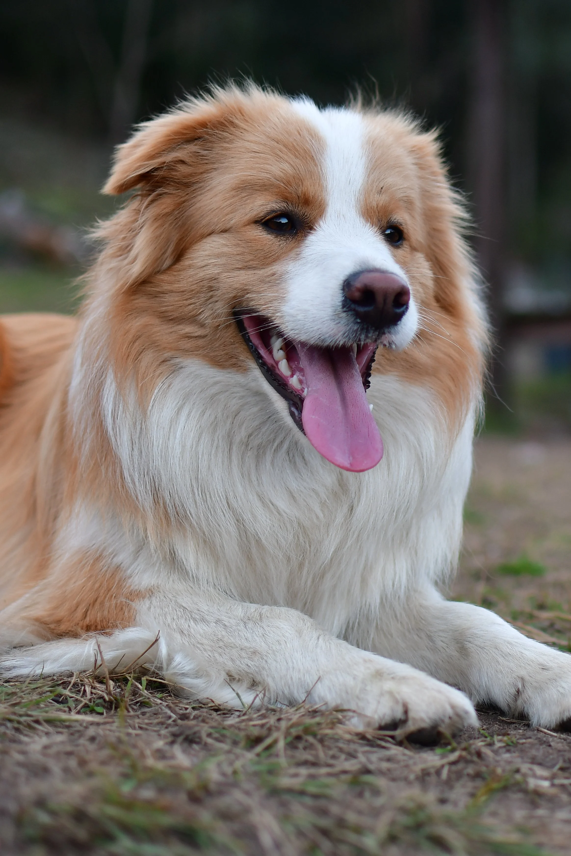 Lapochka Stormfly, red and white Border Collie