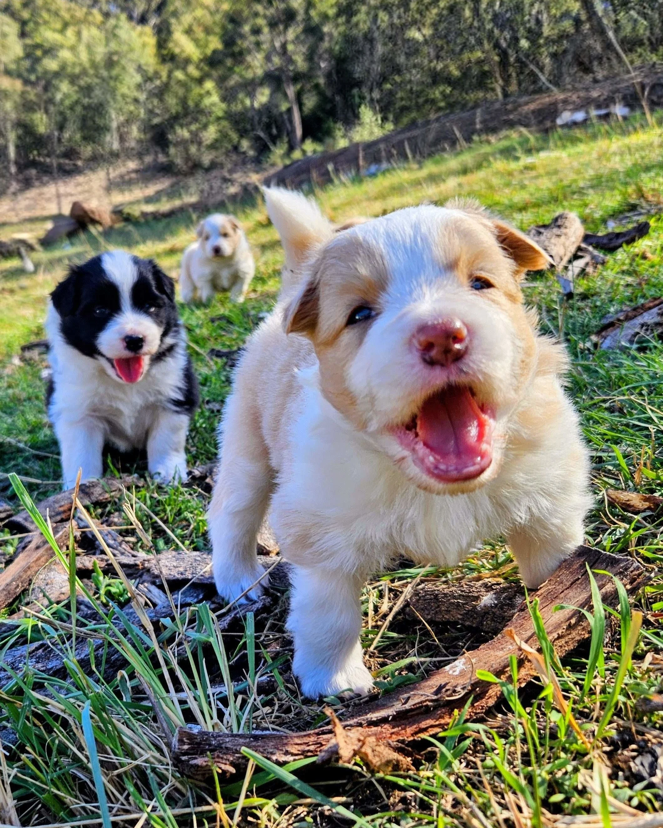 Lapochka Border Collie puppies exploring the pasture