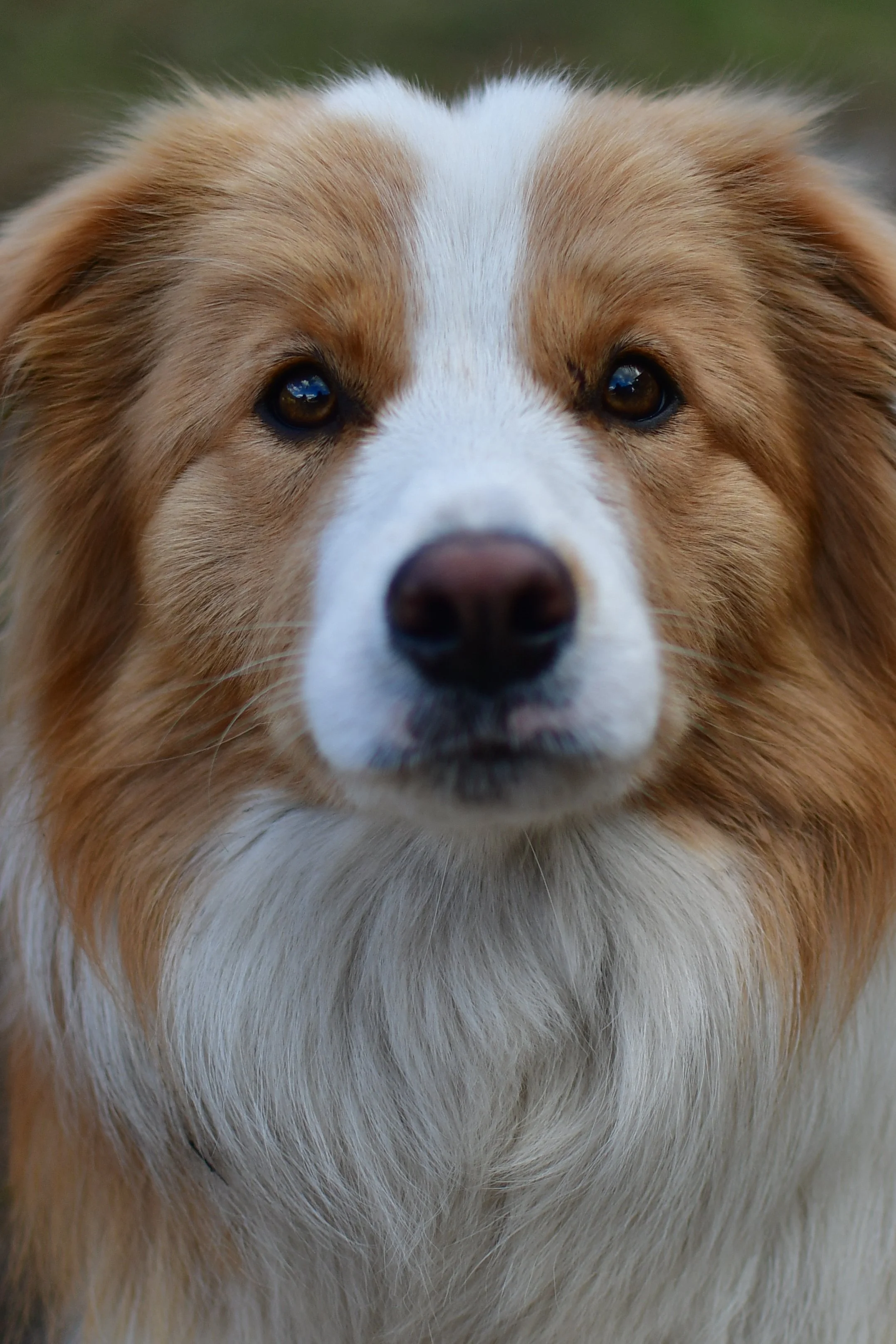 Lapochka Stormfly, red and white Border Collie, facing forward