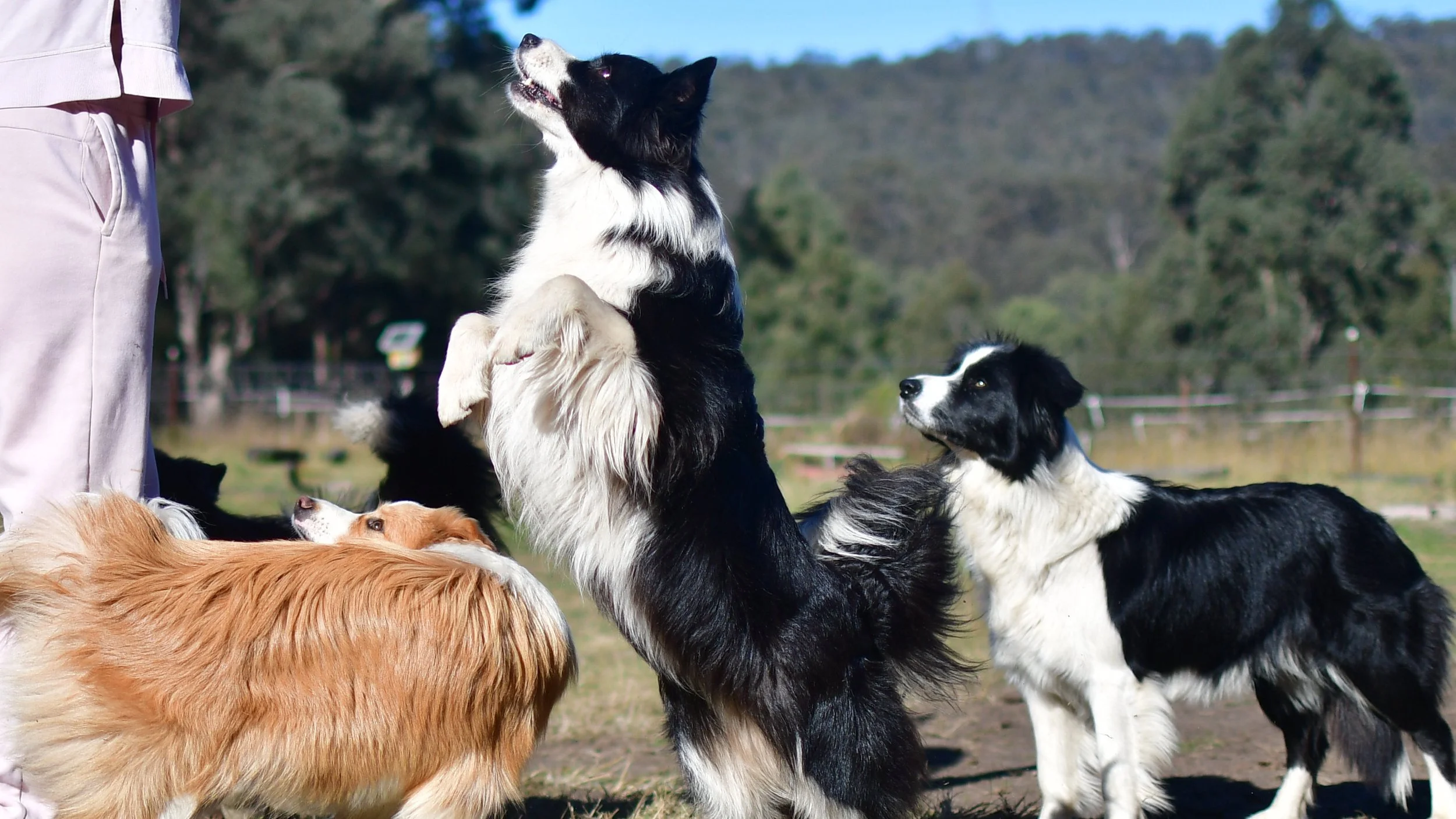 Chazara Sentimental Sammie jumping with Lapochka Stormfly and Etherial Something About Ewe beside her
