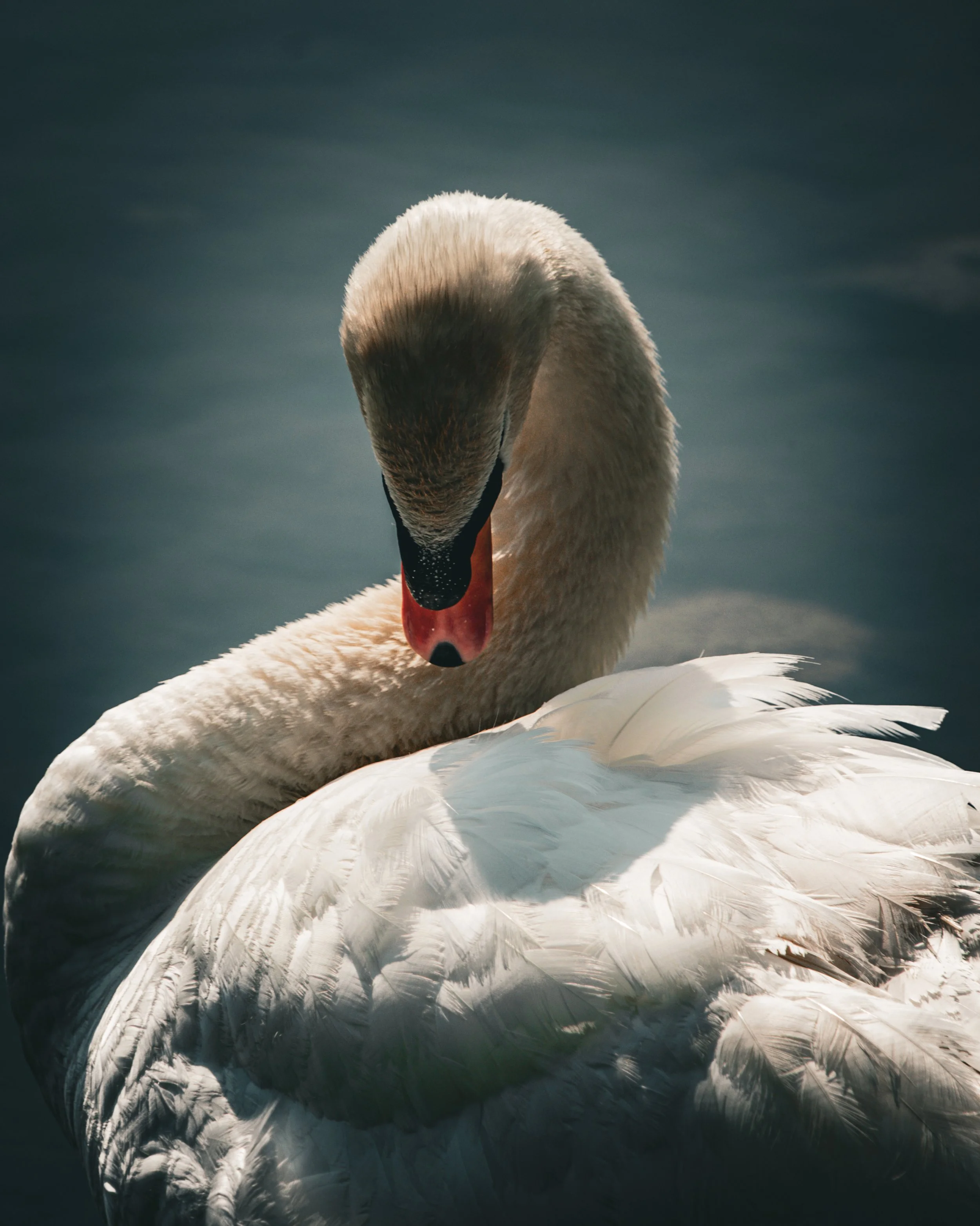 A close-up of a swan resting on water, with its head bowed down and surrounded by white feathers.