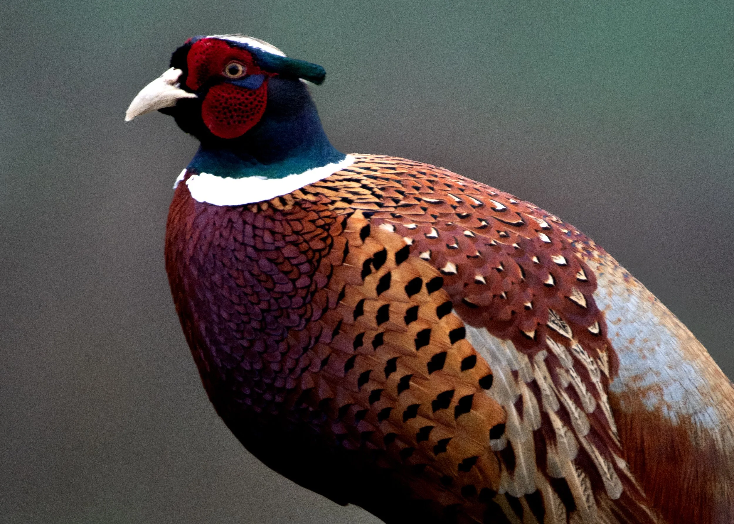 Close-up of a colorful pheasant with a distinctive blue, red, and black face and patterned brown and black feathers on its body.