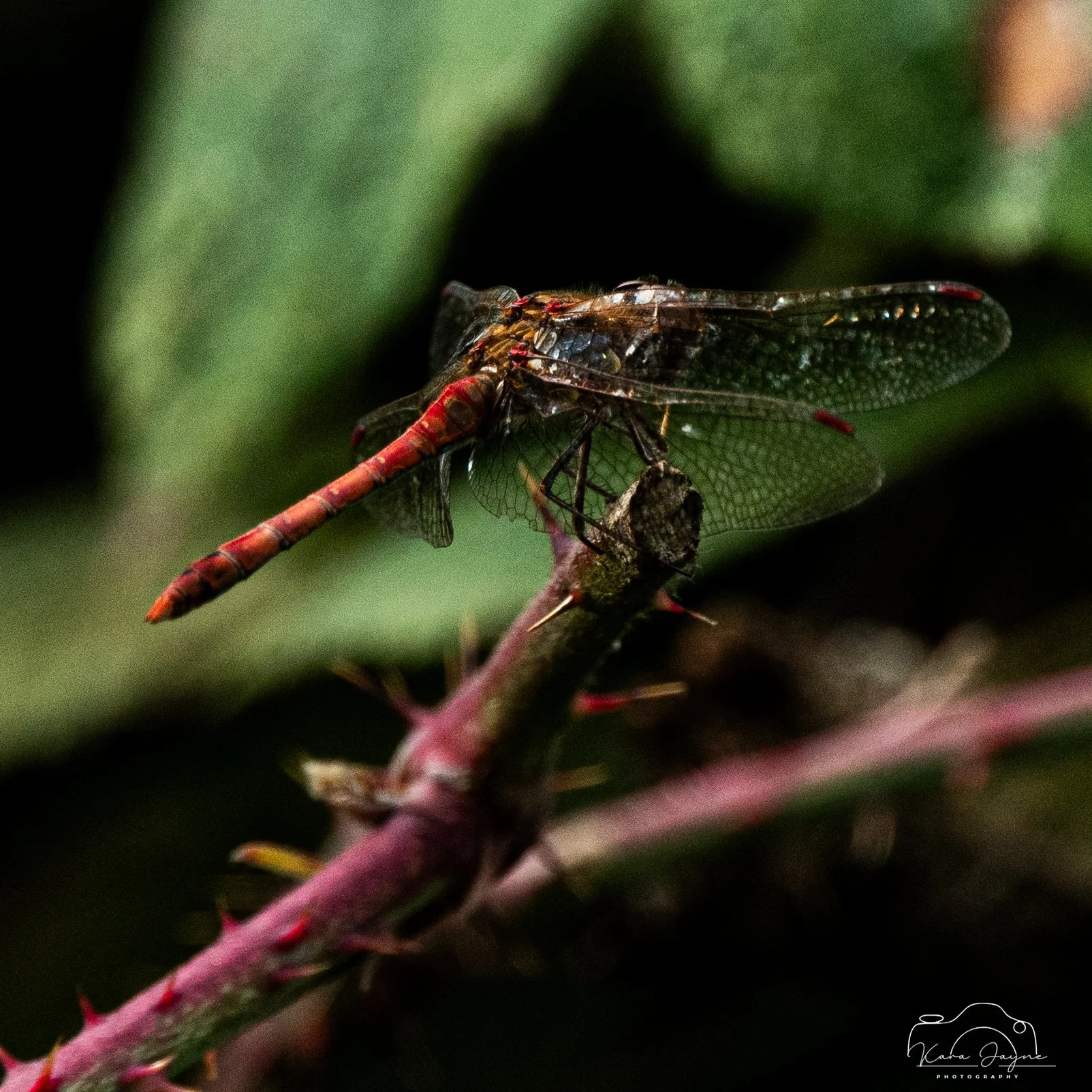 DSC_7518.jpg