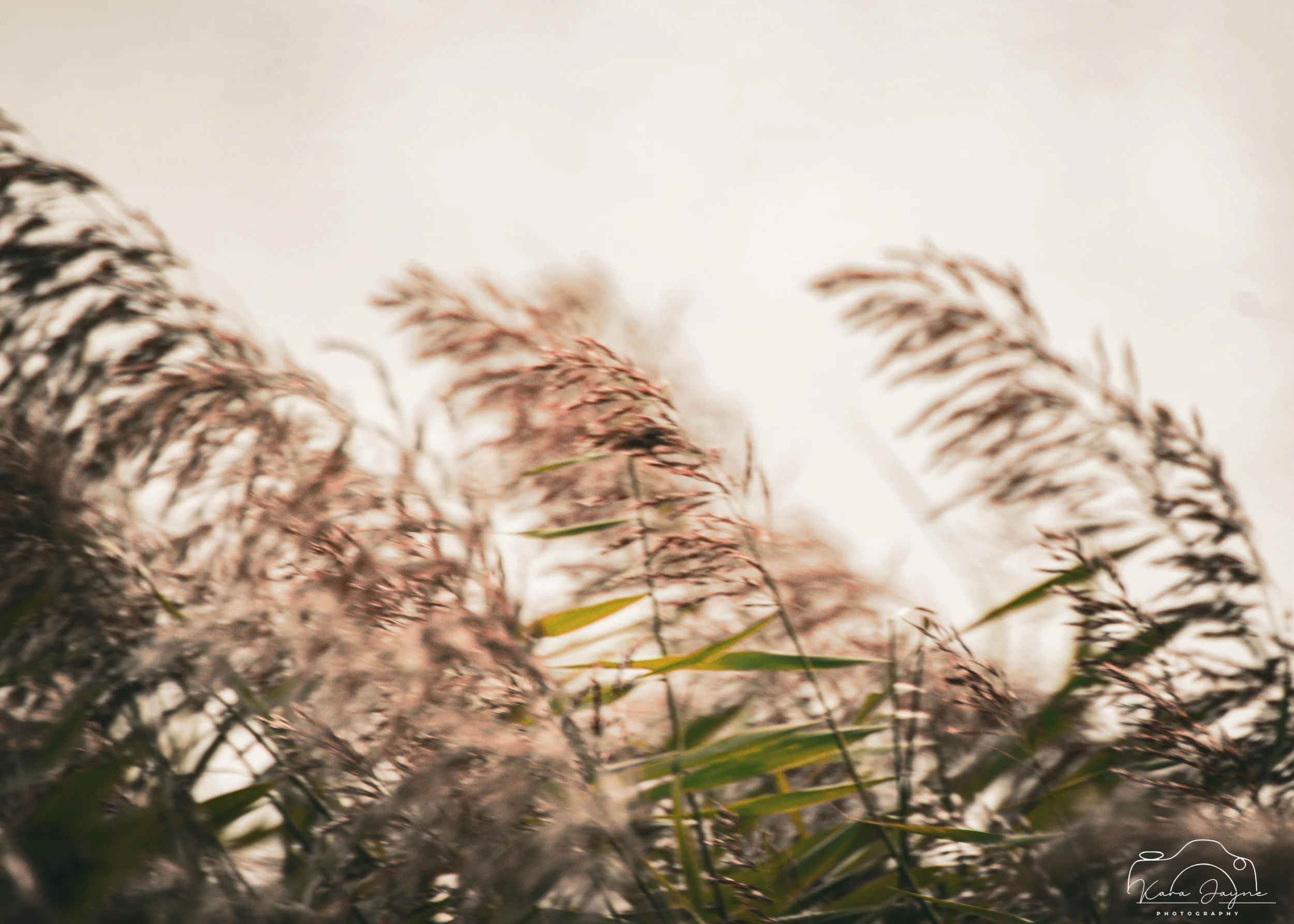 Reeds taken at Far Ings