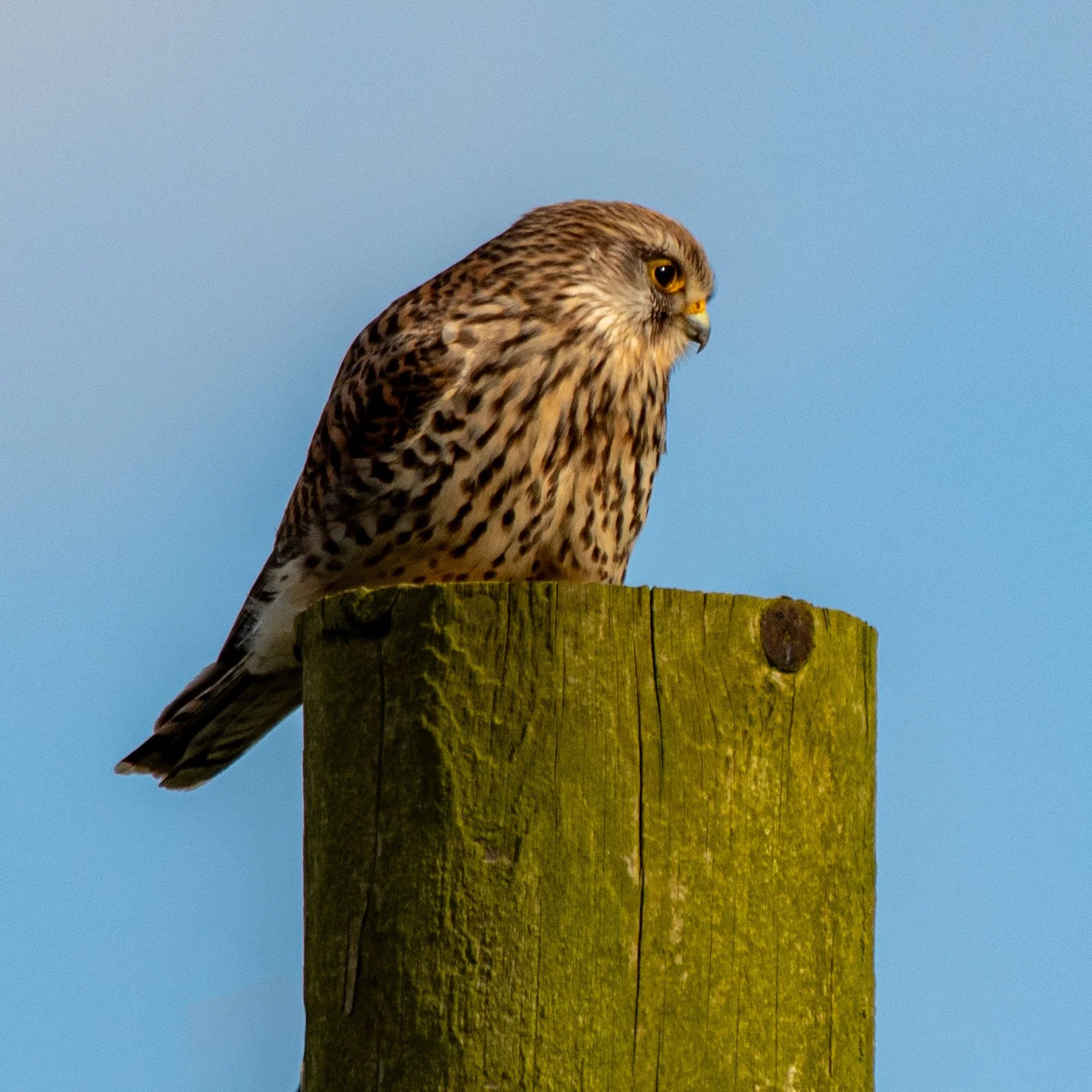 A bird of prey, possibly a kestrel, perched on top of a weathered wooden post against a clear blue sky.