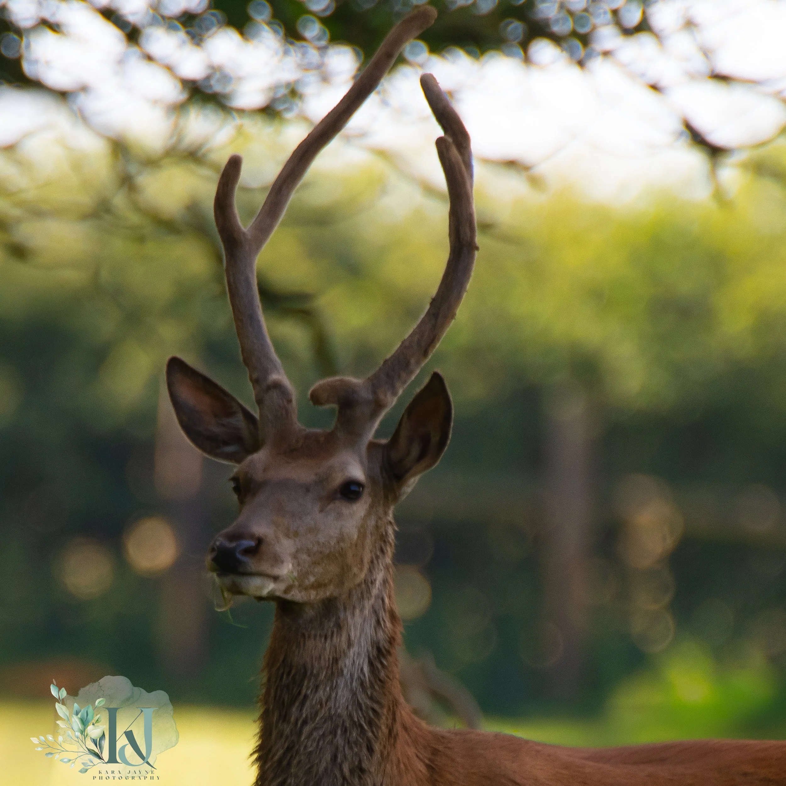Close-up of a giraffe's head and neck, with only part of its body visible, set against a blurred green background with bokeh effect.