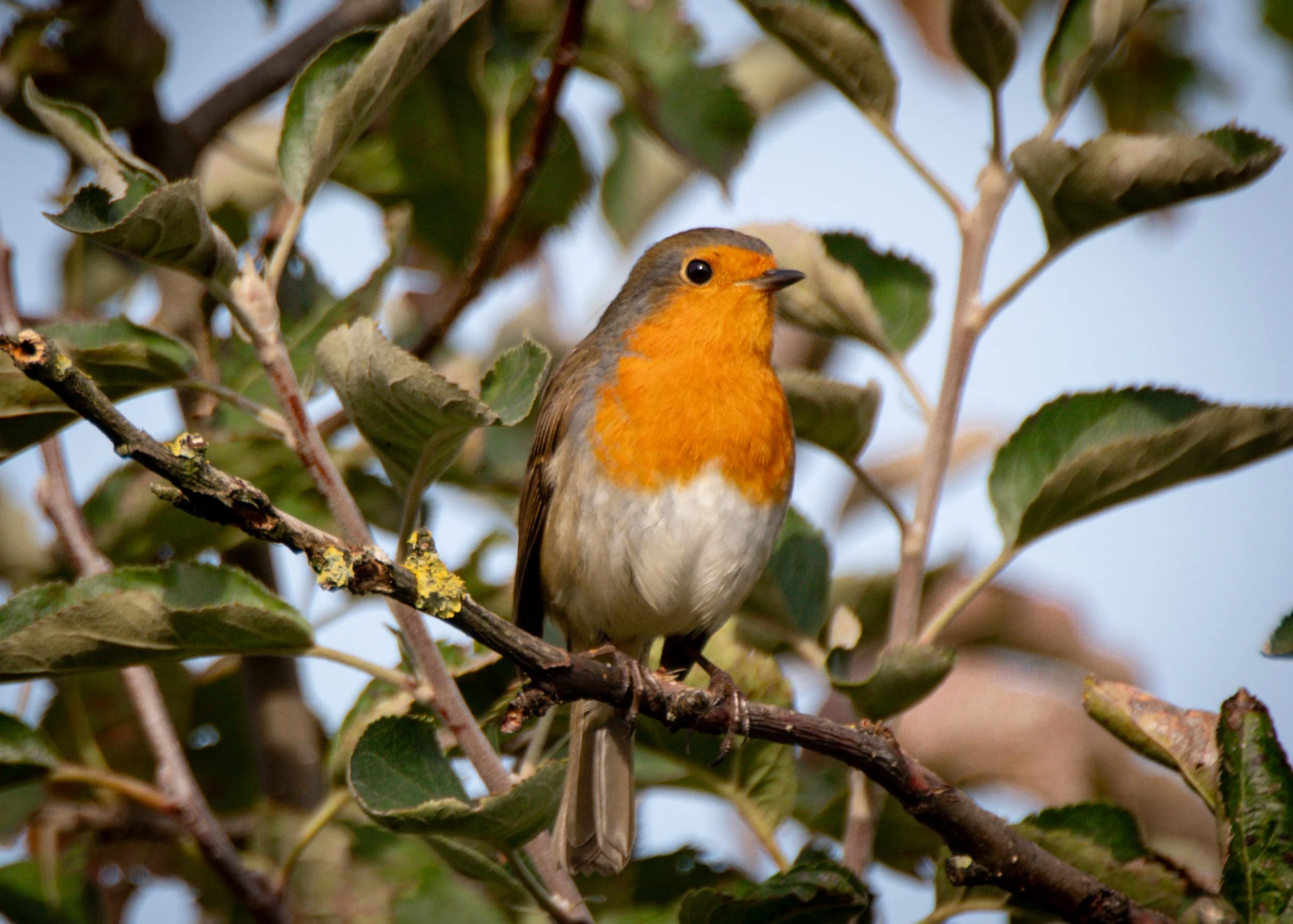 Robin 