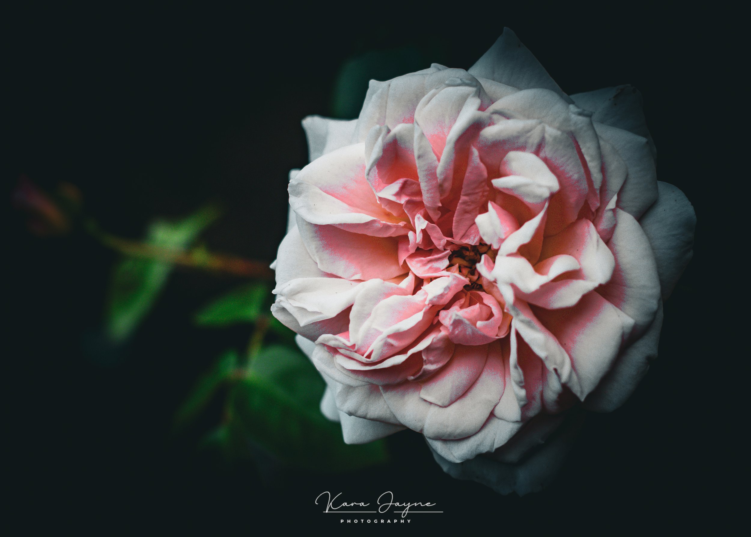 Close-up of a wilting pink and white rose against a black background, with green leaves partially visible.