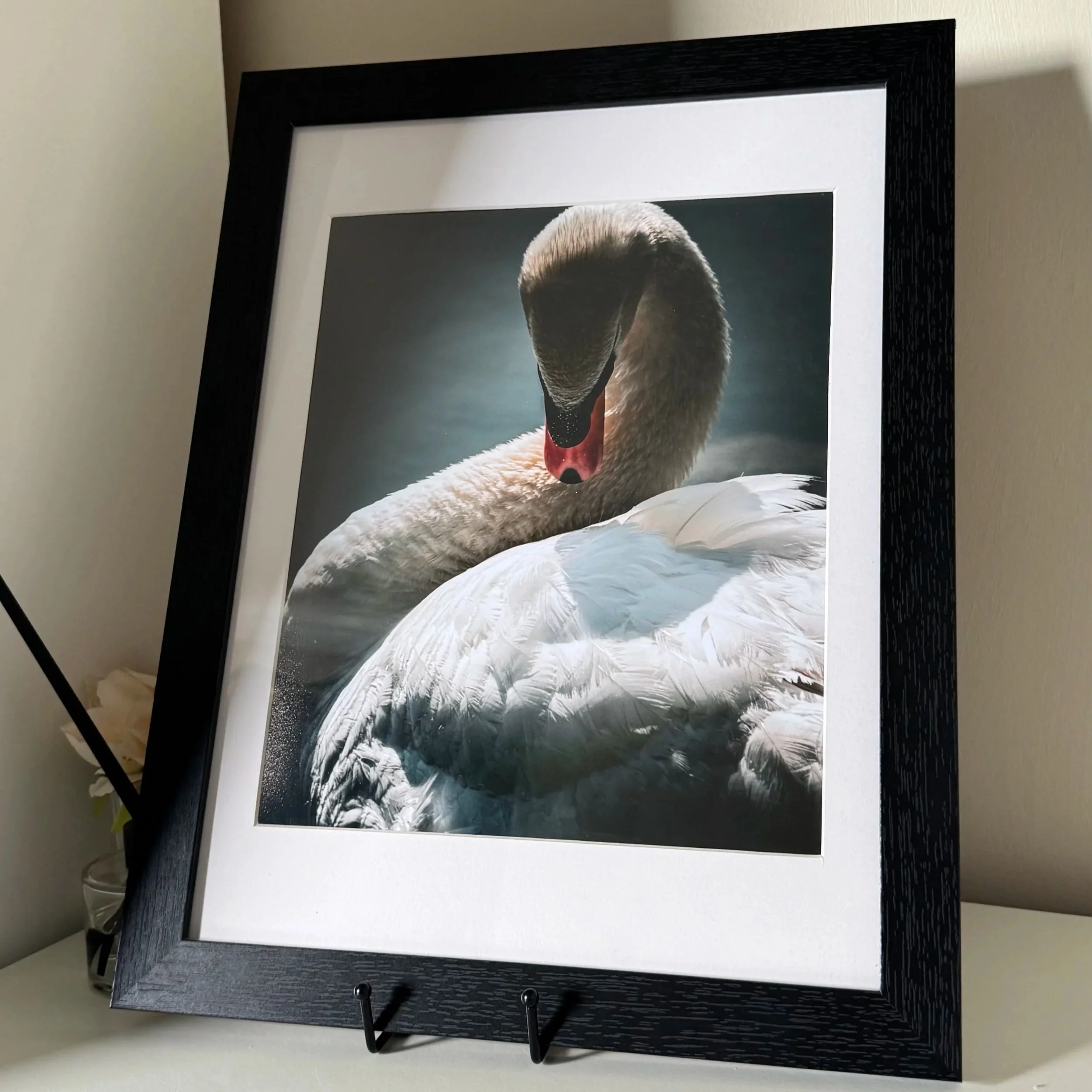 Swan