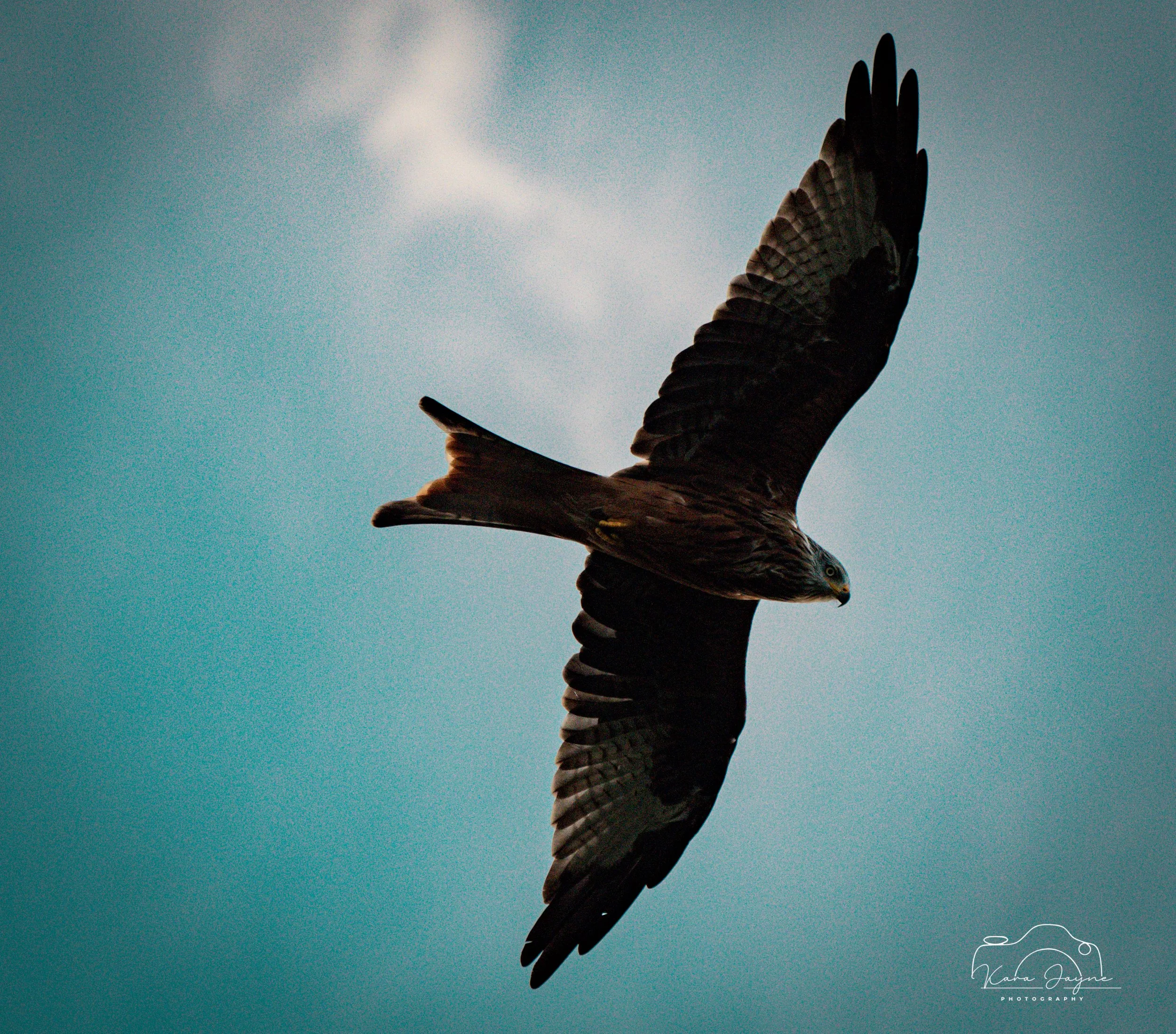 Red Kite over the Lincolnshire Wolds