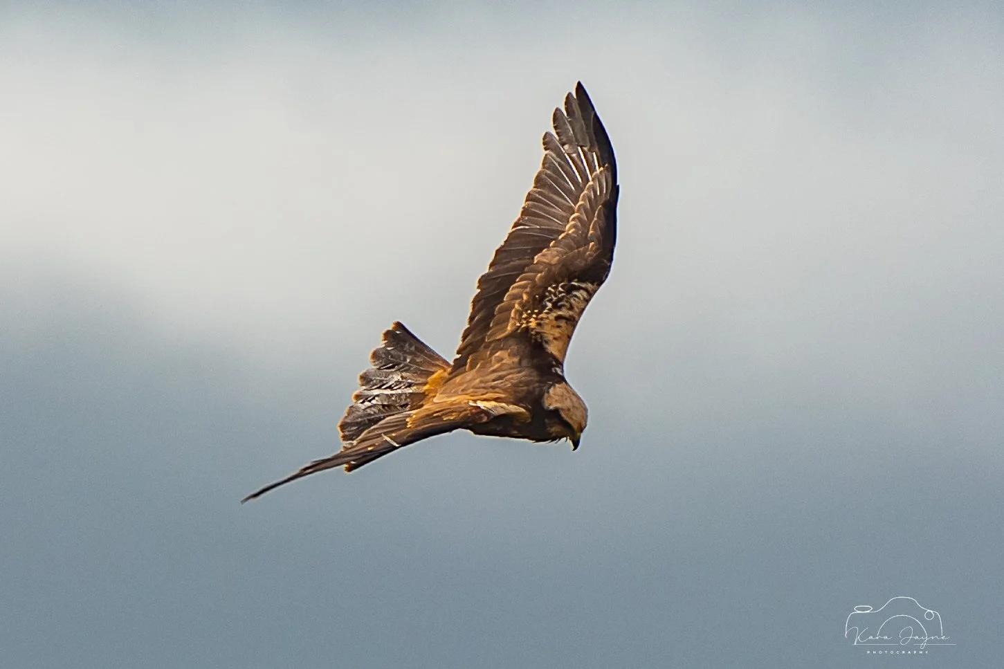Marsh Harrier taken at Far Ings Nature Reserve 