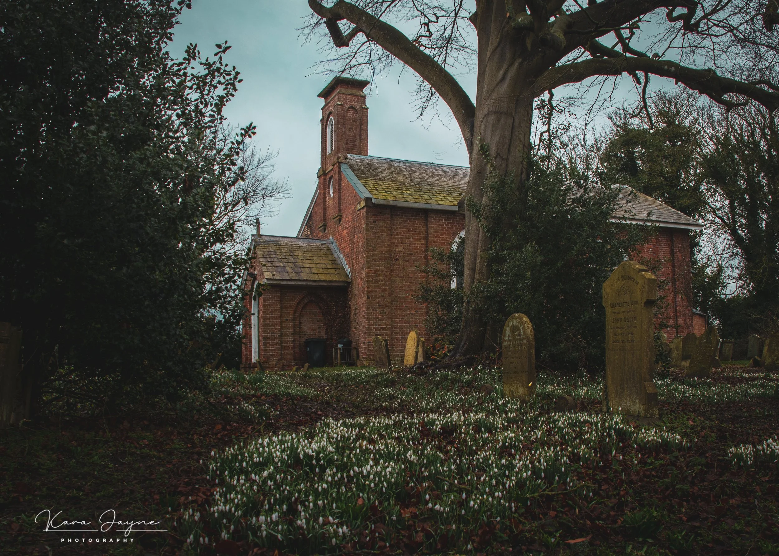 A red brick church surrounded by trees and tombstones in a graveyard with white flowers on the ground.
