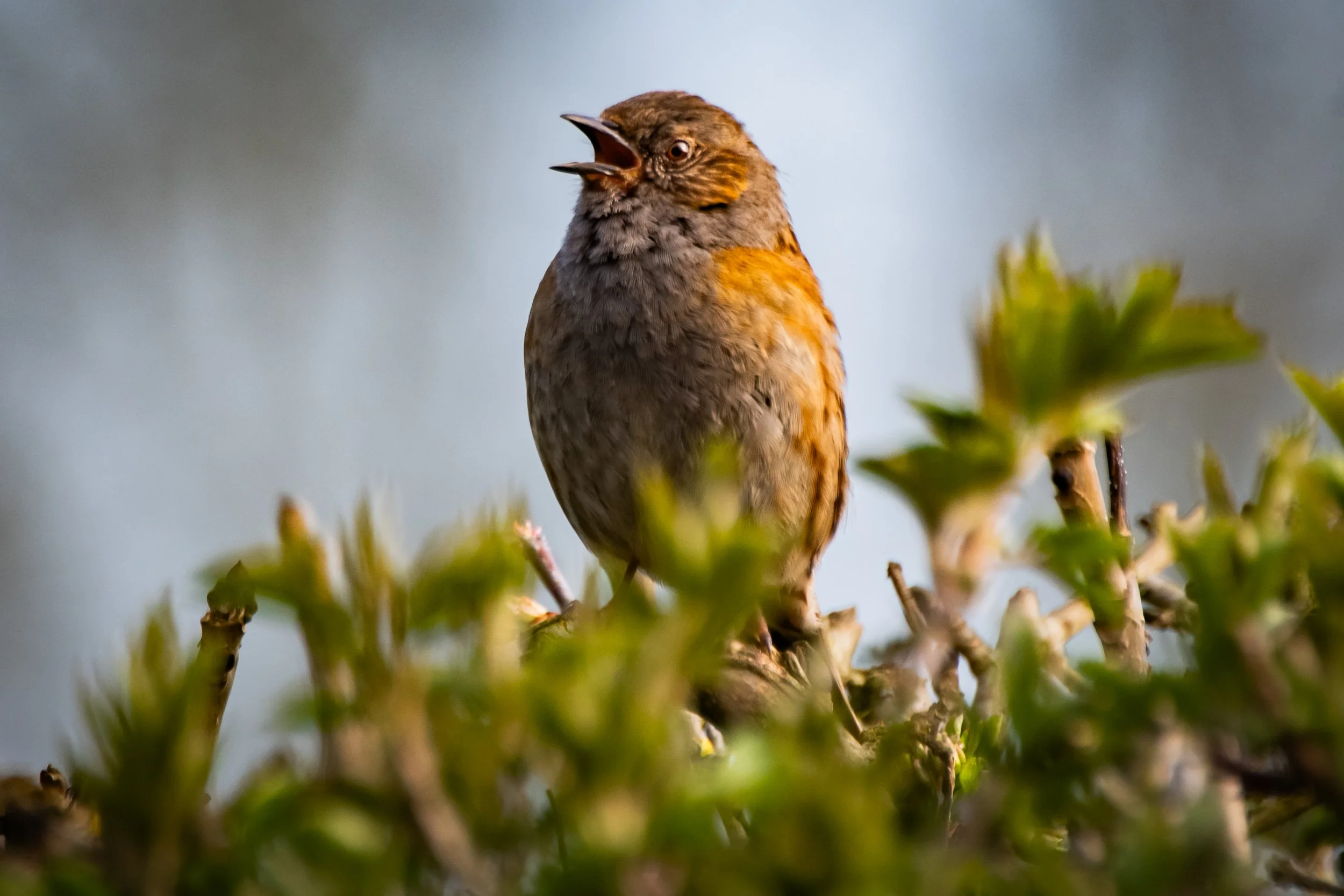A bird with brown and orange feathers singing while perched on a branch.