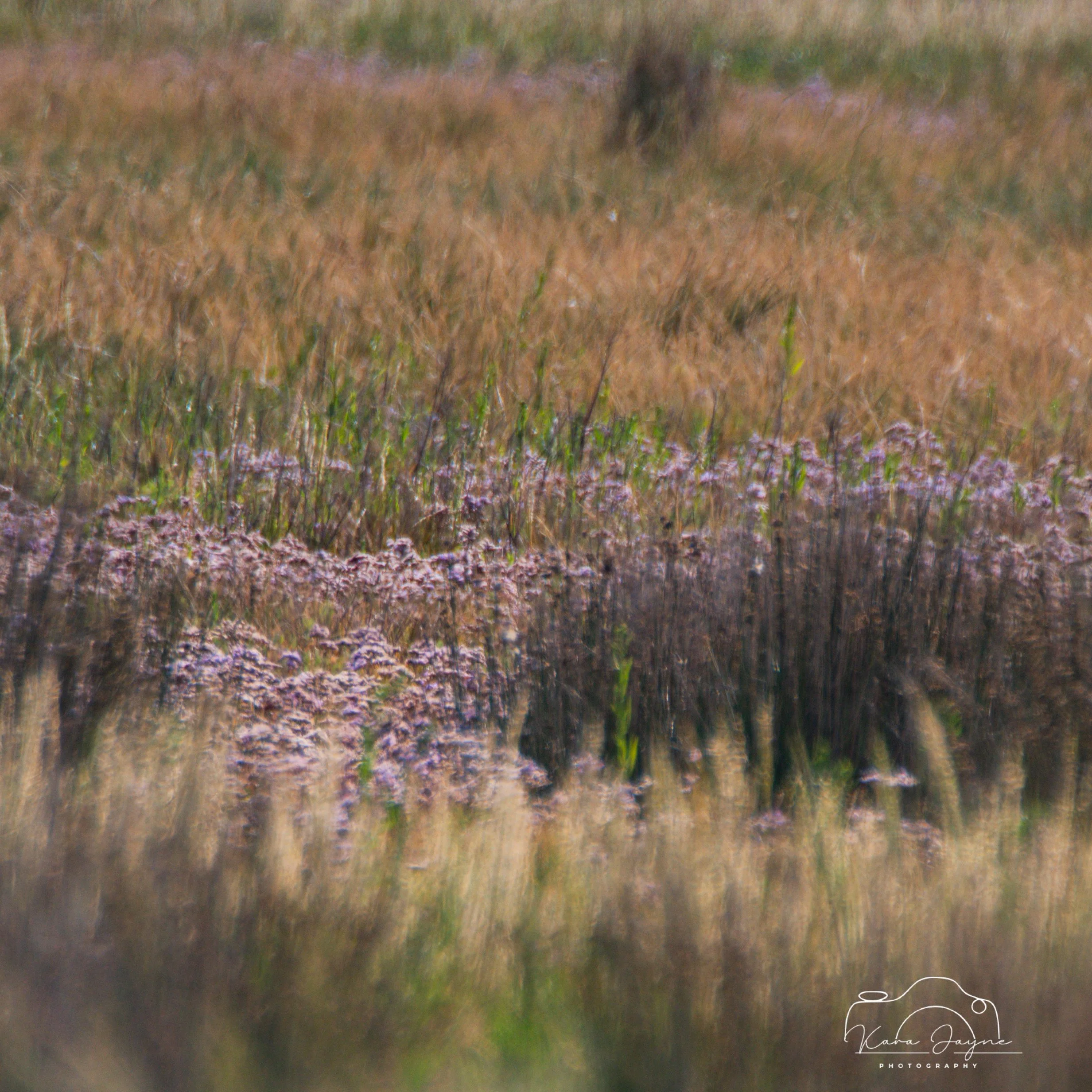 A blurred and abstract image of a grassy field with a mix of green and brown tones, and a faint outline of a dog in the distance.
