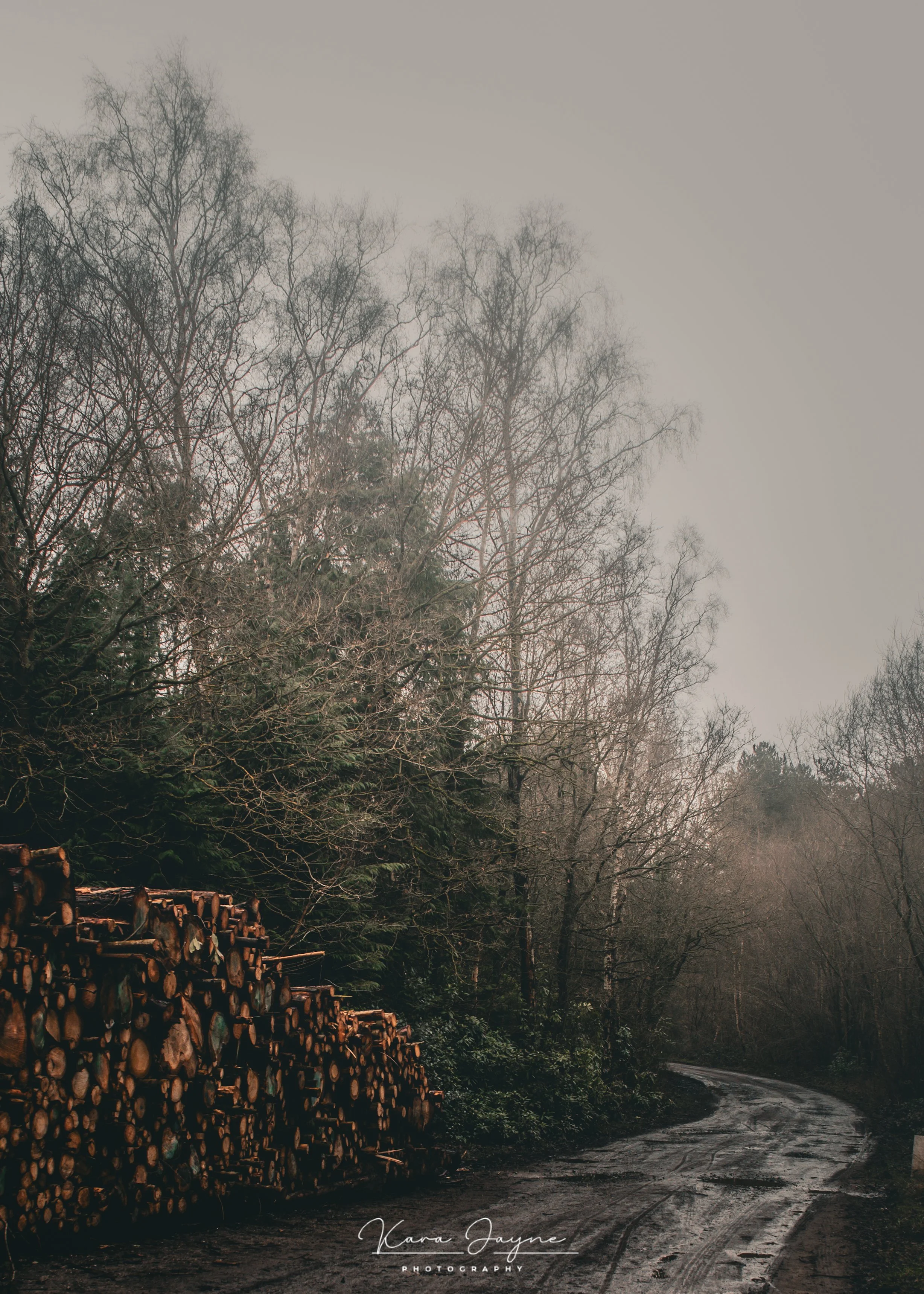 Stacked logs on the left side of a dirt road, with leafless trees in the background and foggy, overcast sky overhead.