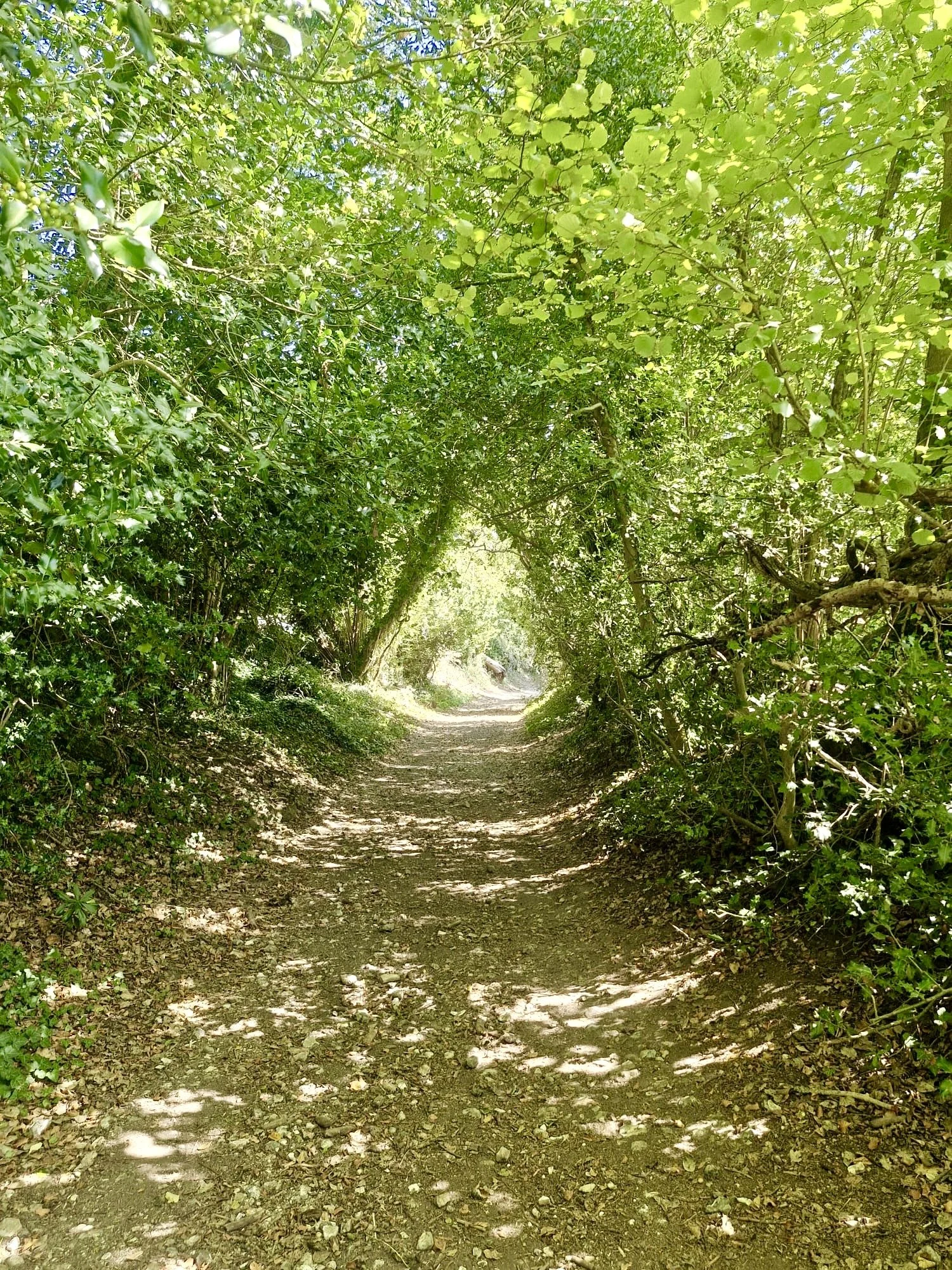 A dirt pathway through a lush green forest with trees and foliage forming a natural tunnel