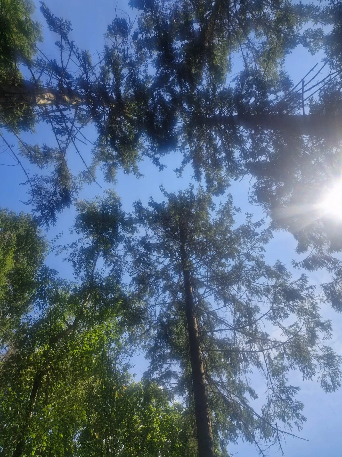 Looking up at tall trees with green leaves against a bright blue sky and sunlight shining through.
