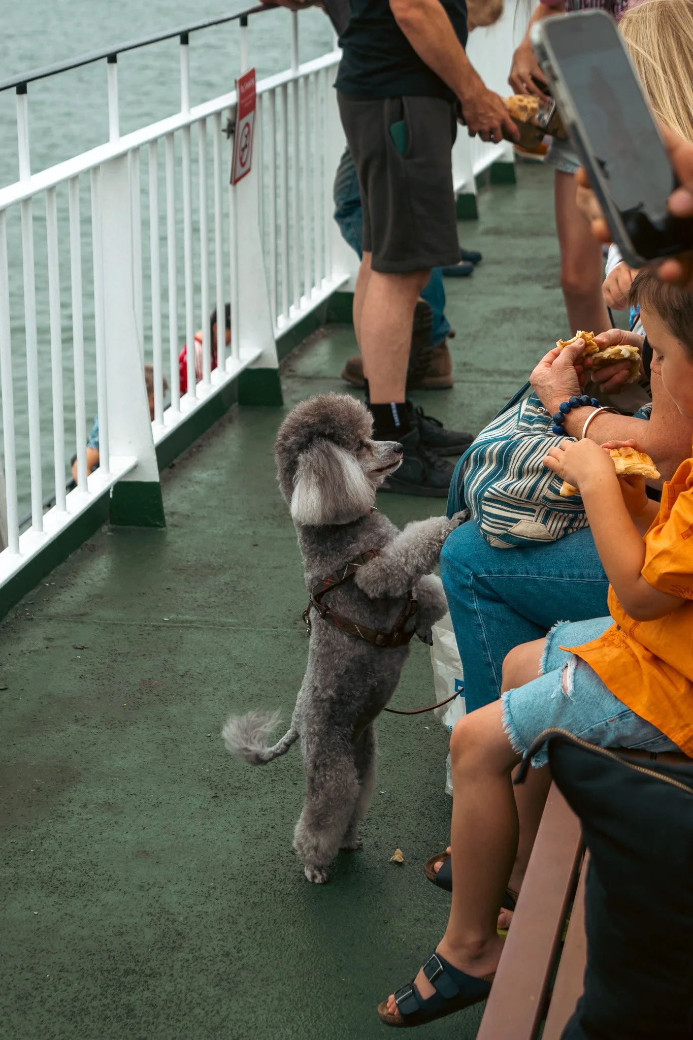 People sitting on a boat deck, eating pizza, with a poodle dog standing on its hind legs looking at them.