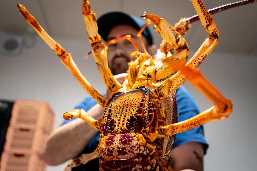 China lifts ban on Australian live rock lobster imports after a four years | Countrywide