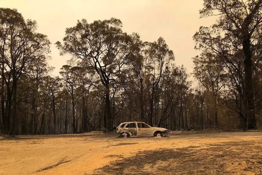 Mallacoota artists find solace after devastating bushfires | ABC News