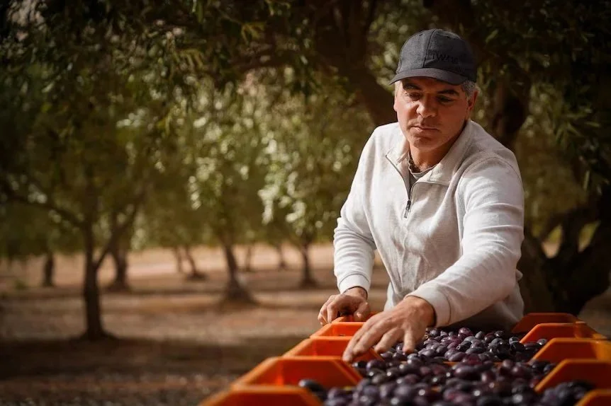 World-first processing method transforms table olive flavours | ABC Landline