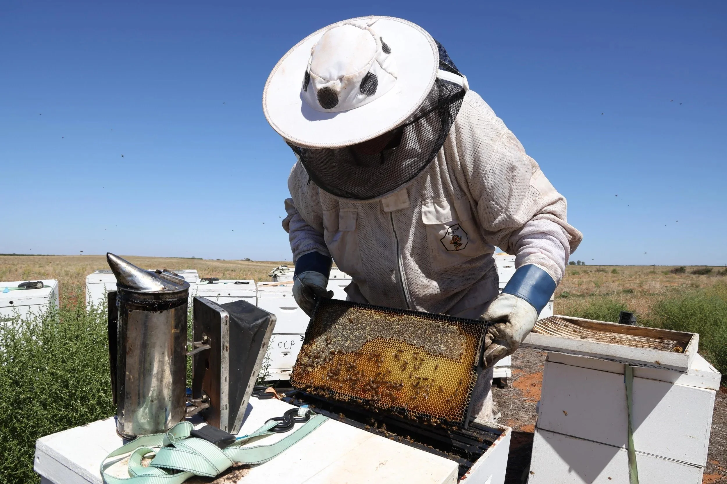 Uncertainty for producers as devastating varroa mite detected in SA | ABC News
