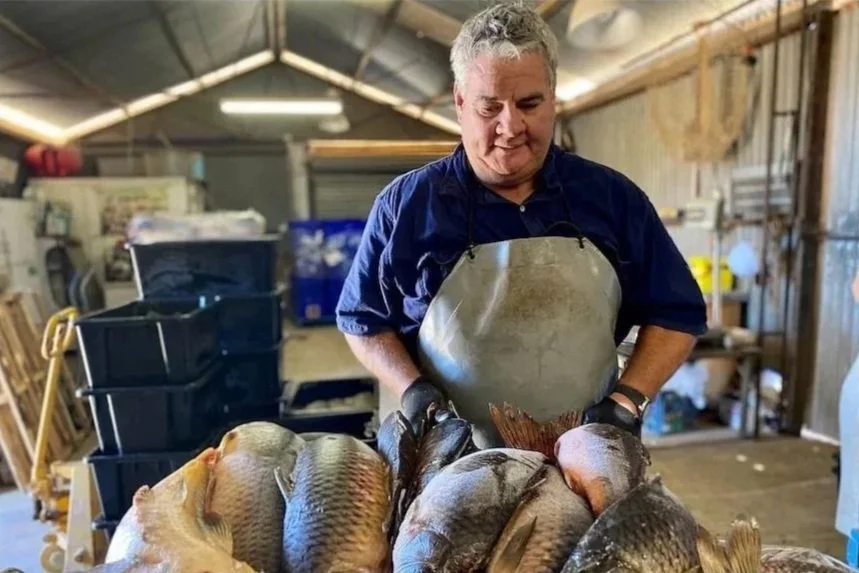 360 million carp clogging up Australian waterways | ABC News