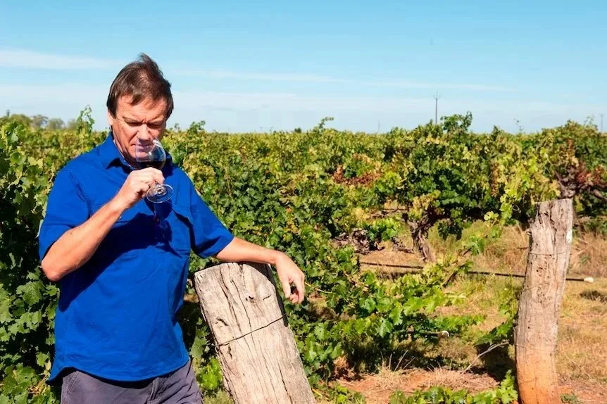 Climate change 'creeping up' on winemakers and putting pressure on grapes | ABC News