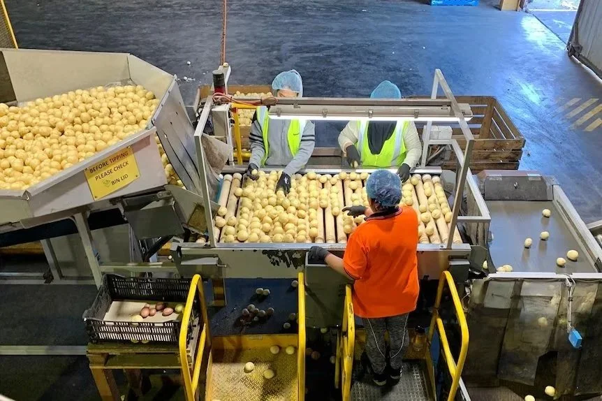 Worker shortage forces farmers to consider automation| ABC News