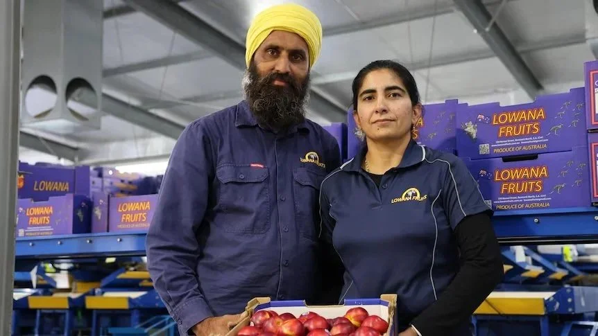 Inside South Australian growers' costly fight to regain fruit-fly freedom | ABC News