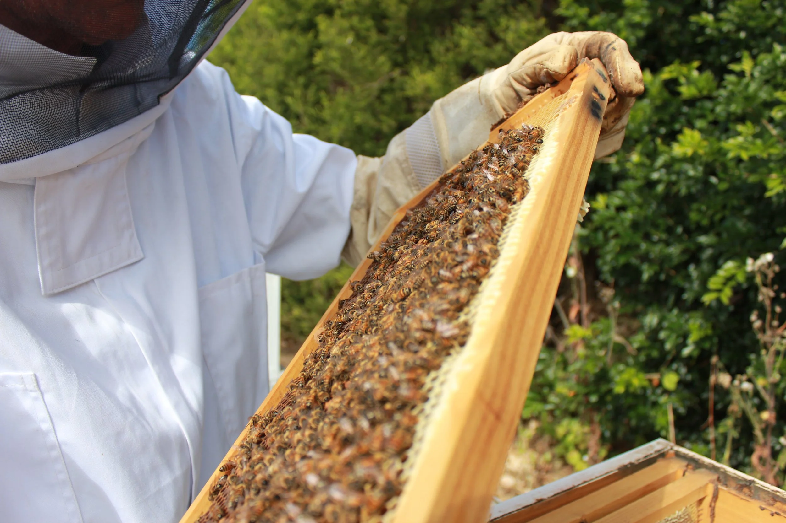 Drought decimates honey production, forcing beekeepers to handfeed | ABC News
