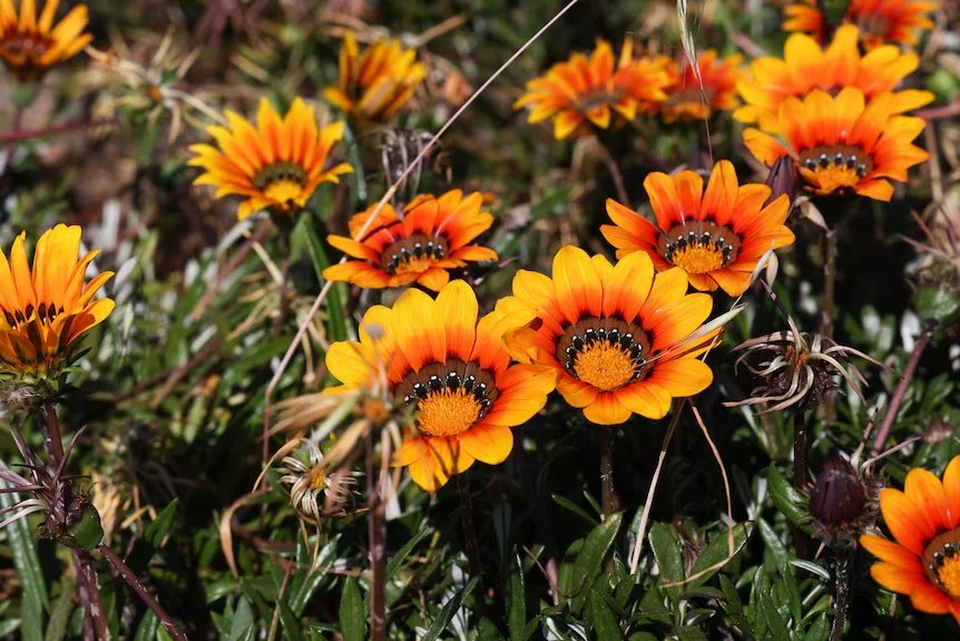 Farmers and environmentalists call for national ban on selling invasive weed gazania | ABC News