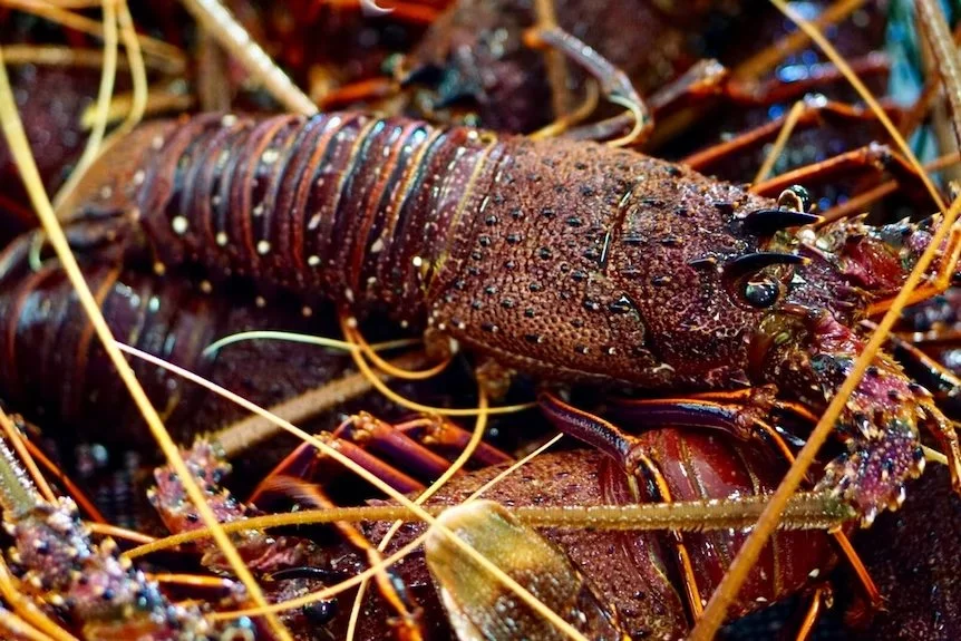 Rock lobster thefts and offences in Beachport | ABC Riverland