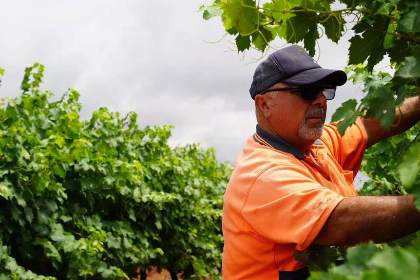 Growers plead for help as frost 'disaster' decimates 80 per cent of grapes | ABC News