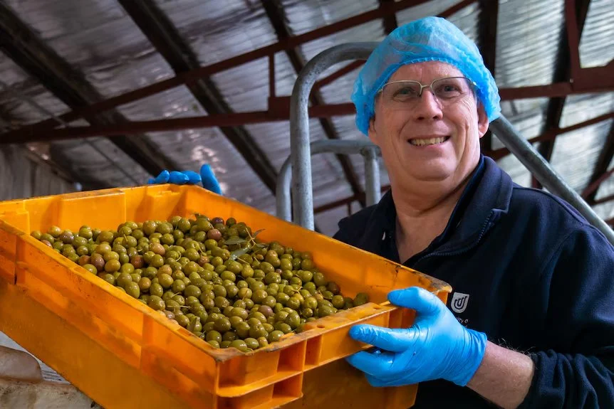 Olive overhaul: Transforming the taste of olives | ABC Landline