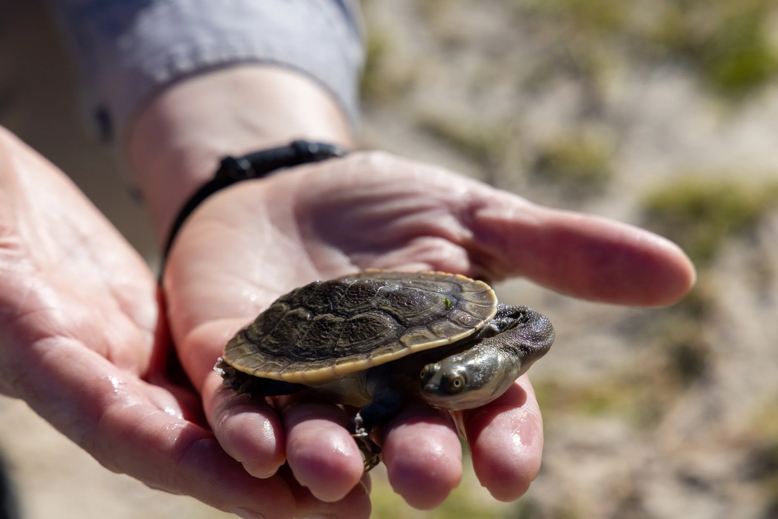 Plan to save Murray River turtles | The World Today