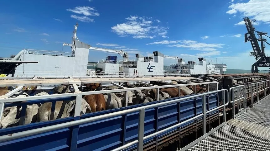 More than 100 Australia cattle die on live export ship to Indonesia | Countrywide 