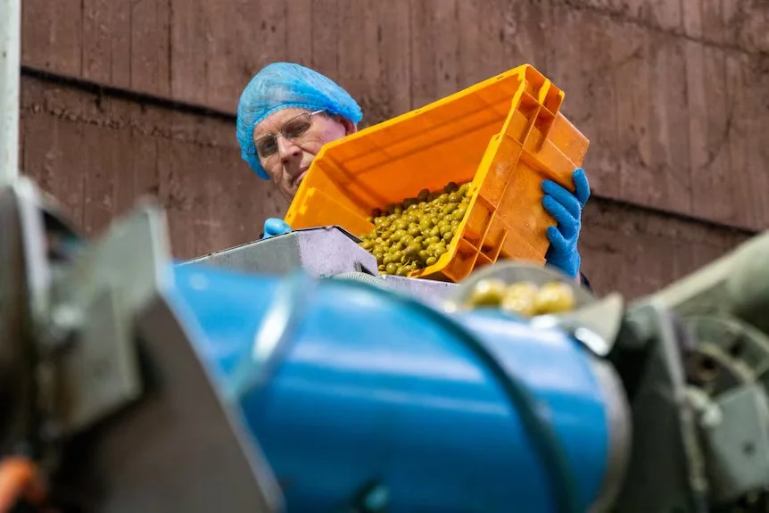 Australian-made method to boost olive flavour | The World Today
