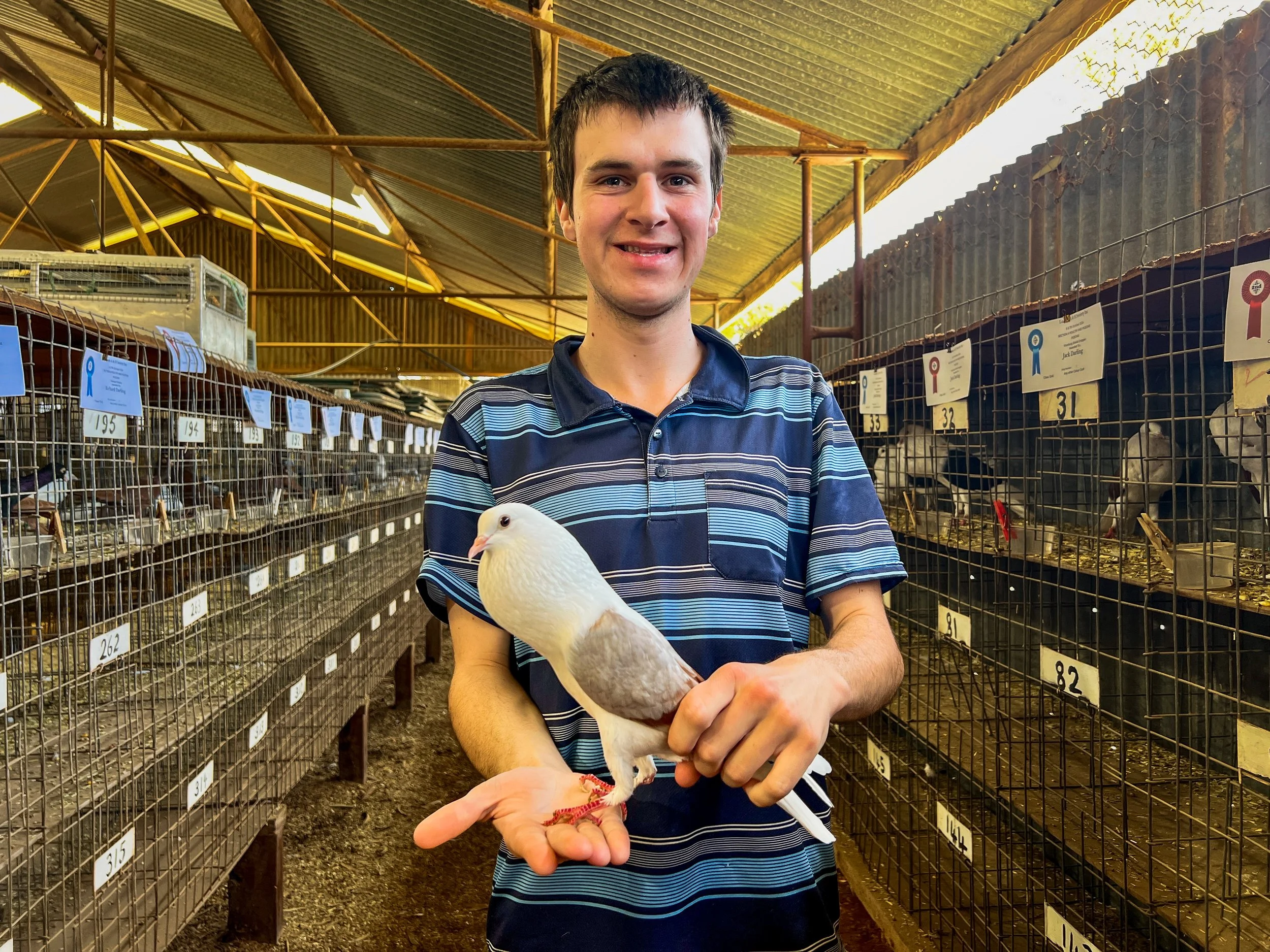 Pigeon fanciers on a mission to shift reputation of highly awarded bird | ABC News