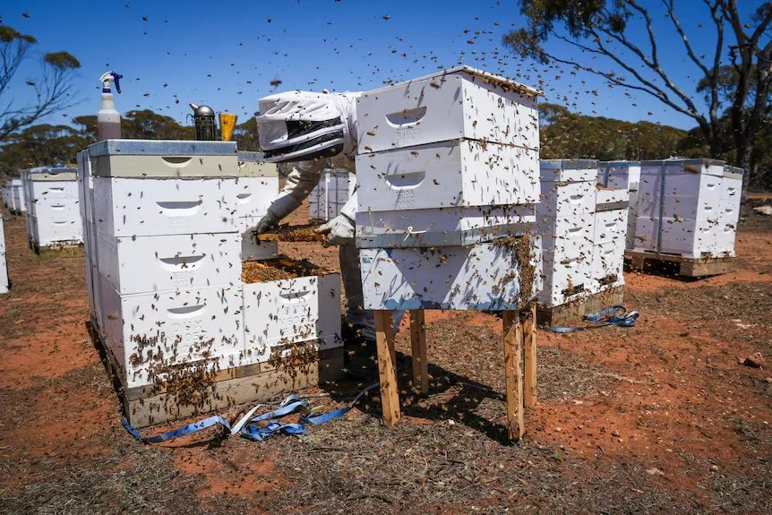 Inevitable spread of varroa mite prompts concern for food security and prices | ABC Stateline