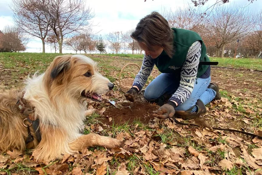 Cradle Mountain lures truffle farm tree-changers from Brisbane city life | A Big Country